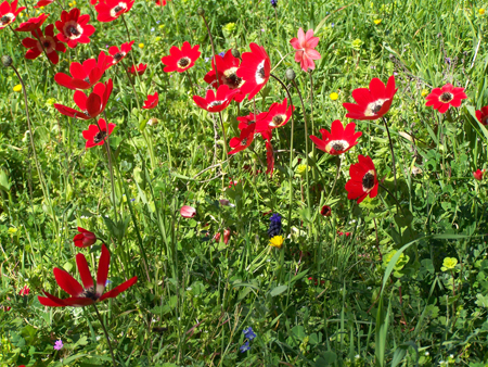 fleurs