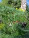 paysage2