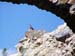 ruine2
